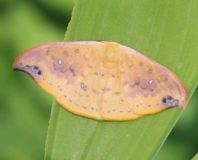 �E�R���J�M�o