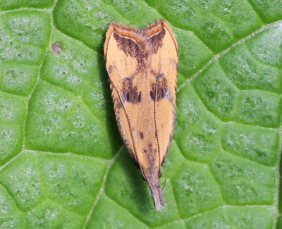 �t�W�t�T�L�o�K