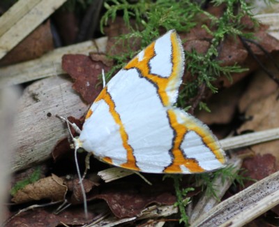 �M���{�V�����K