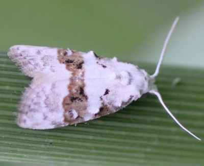 �N���X�W�V���R�u�K