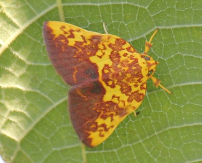 �g�r�C�������K