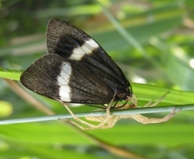 �V���V�^�z�^���K