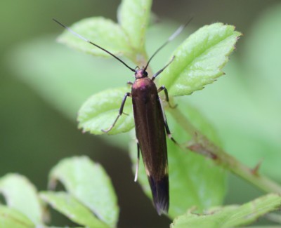 �N���}�C�R���h�L