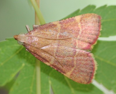 �c�}�L�V�}���C�K