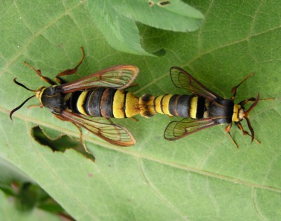 �L�^�X�J�V�o