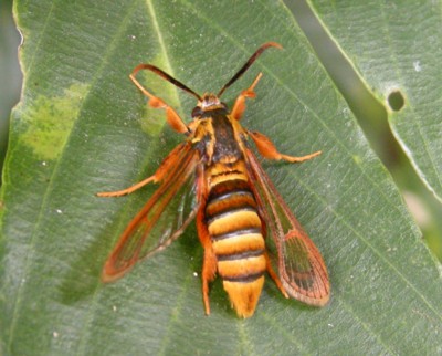 �R�V�A�J�X�J�V�o