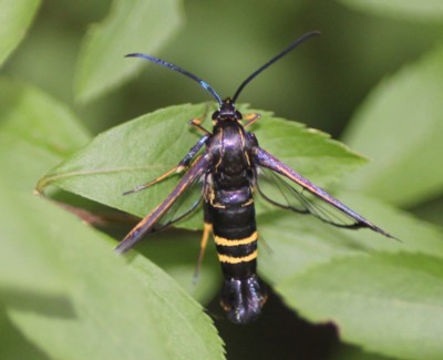 �R�X�J�V�o