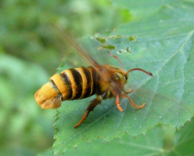 �Z�X�W�X�J�V�o