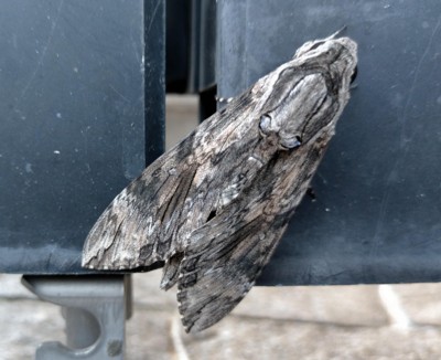 �G�r�K���X�Y��