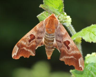 �q�T�S�X�Y��