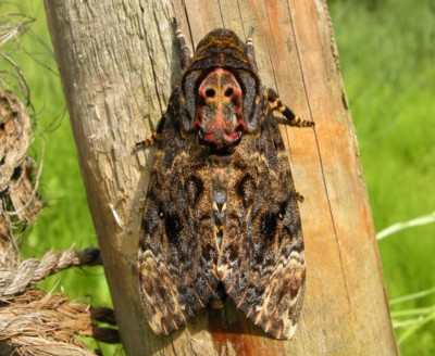 �N�������K�^�X�Y��