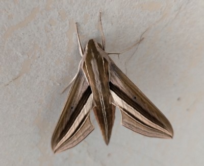 �Z�X�W�X�Y��