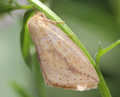 �L�V���`�z�R