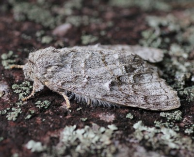 �N���V�^�V���`�z�R