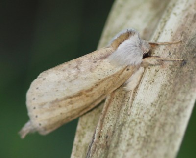 �E�X�L�V���`�z�R