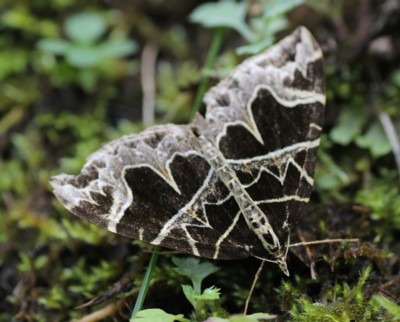 �r���[�h�i�~�V���N