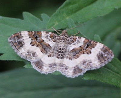 �t�^�V���X�W�i�~�V���N