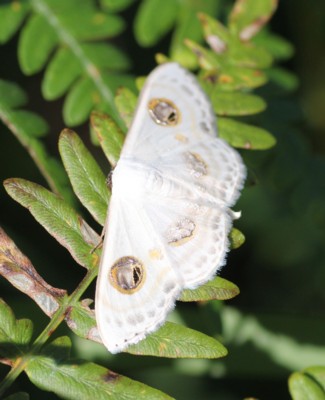 �t�^�c���I�I�V���q���V���N