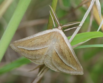 �M���X�W�G�_�V���N