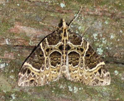 �n�K�^�i�~�V���N