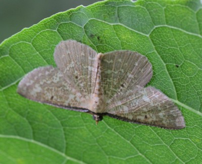 �n�O���}�G�_�V���N