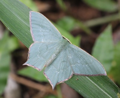 �q���c�o���A�I�V���N