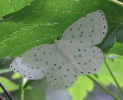 �z�V�X�W�V���G�_�V���N