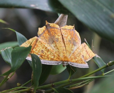 �L�}�_���c�o���G�_�V���N