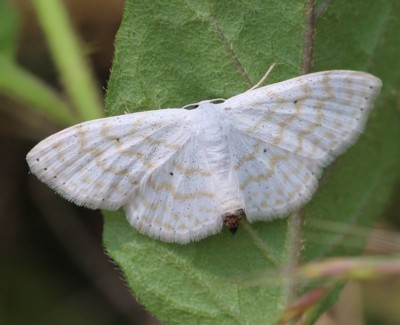 �L�i�~�V���q���V���N