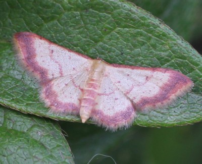 �L�I�r�x�j�q���V���N