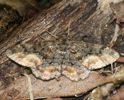 �L�^�E�������G�_�V���N