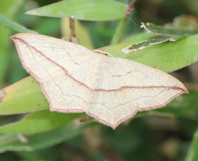 �R�x�j�X�W�q���V���N