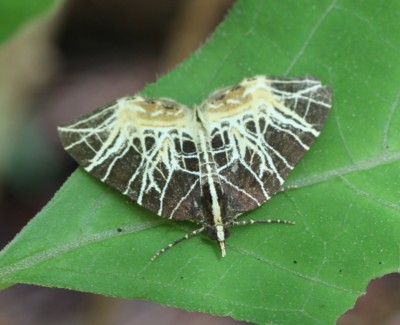 �Z�X�W�i�~�V���N