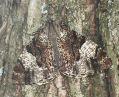 �V���X�W�I�I�G�_�V���N