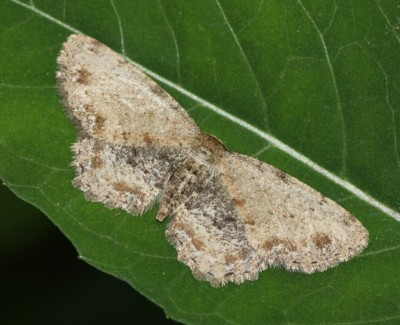 �V�^�N���G�_�V���N