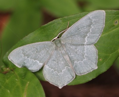 �X�W�����c�o���A�I�V���N