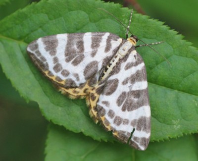 �c�}�L�V���i�~�V���N