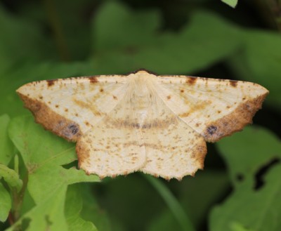 �c�}�g�r�L�G�_�V���N