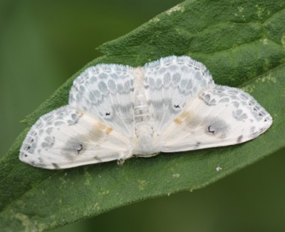 �E�������I�I�V���q���V���N