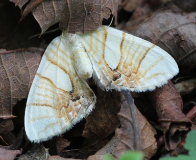 ���R�W�}�i�~�V���N