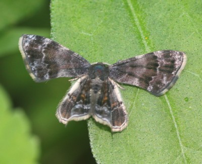 �N���t�^�I