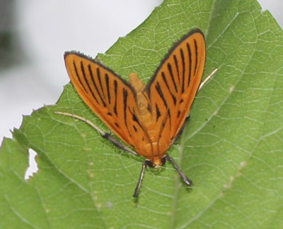 �N���X�W�m���C�K