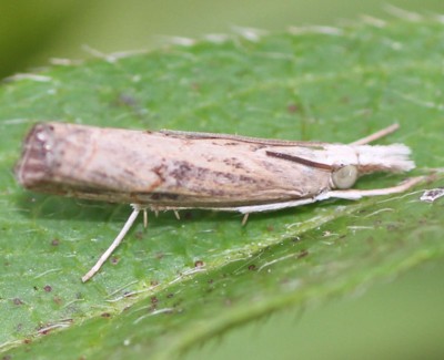 �V�o�c�g�K