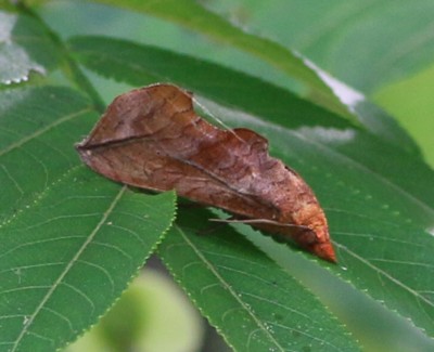 �A�J�G�O���o