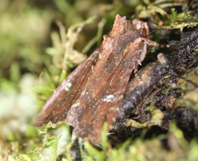 �A�J���N�����g�E