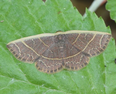 �A�g�L�X�W�N���}�R���K