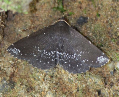 �t�W���A�c�o