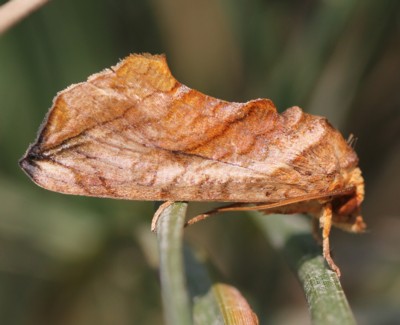 �q���G�O���o