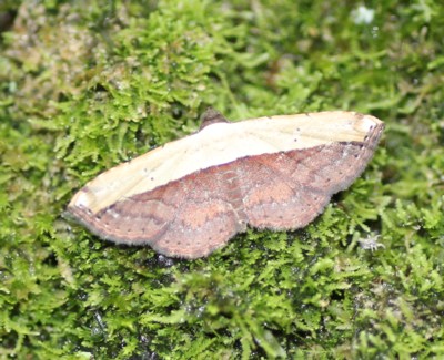 �q���N���}�R���K