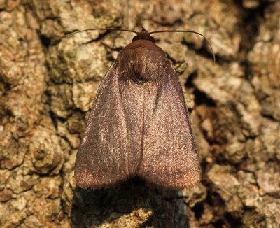 �J���X���g�E